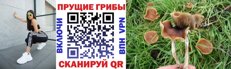 Купить Калач Галлюциногенные грибы Psilocybe